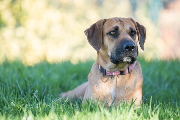 Selektywne ujęcie ostrości brązowego Boerboela siedzącego na zielonej trawie