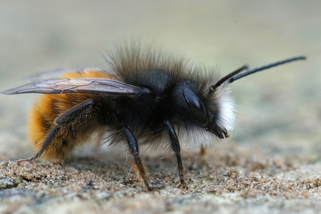 Bezpłatne zdjęcie selektywne ujęcie ostrości europejskiej pszczoły sadowniczej