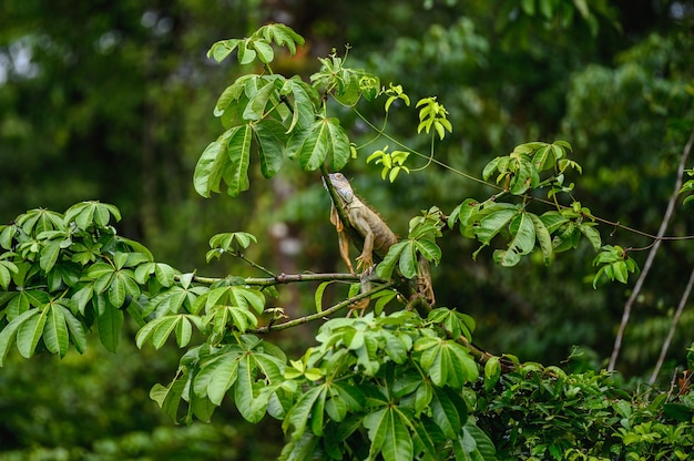 Selektywne ujęcie ostrości iguany na drzewie