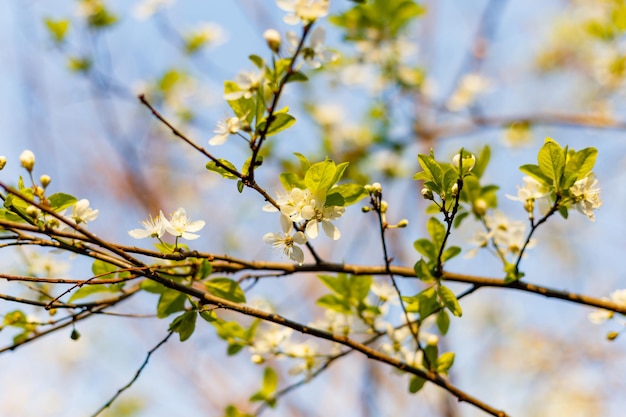 Selektywne ujęcie ostrości kwitnących kwiatów Sakury na wiosnę