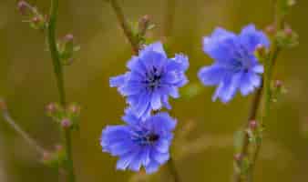 Bezpłatne zdjęcie selektywne ujęcie ostrości kwitnących niebieskich kwiatów w ogrodzie