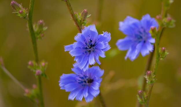 Selektywne ujęcie ostrości kwitnących niebieskich kwiatów w ogrodzie