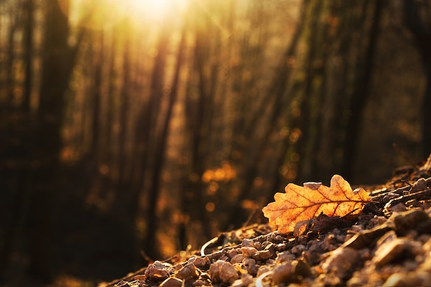 Selektywne ujęcie ostrości liścia dębu oświetlonego złotym światłem jesiennego zachodu słońca w lesie