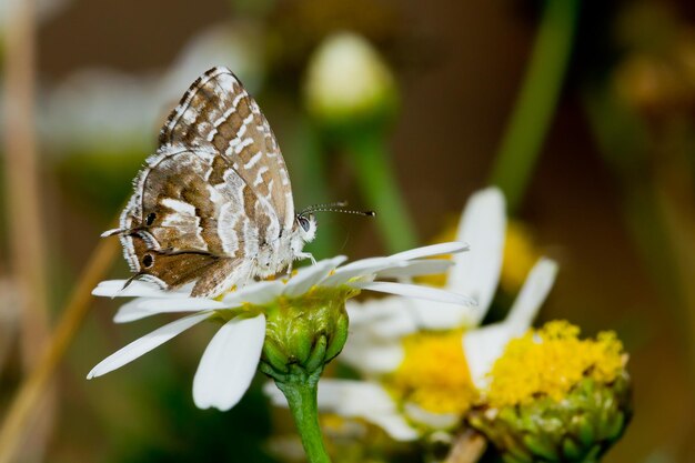 Selektywne ujęcie ostrości motyla geranium z otwartymi skrzydłami na rumianku