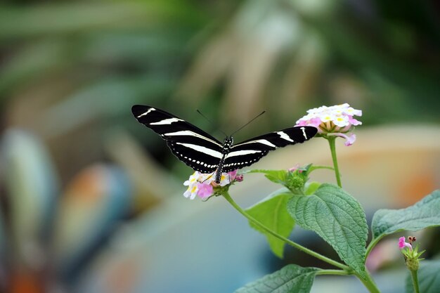 Selektywne ujęcie ostrości motyla Zebra Longwing z otwartymi skrzydłami na jasnoróżowym kwiecie