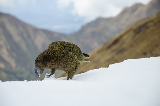 Bezpłatne zdjęcie selektywne ujęcie ostrości nestora kea w nowej zelandii