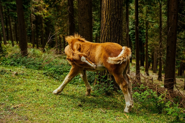 Selektywne ujęcie ostrości niesamowitego brązowego konia w lesie w Kraju Basków, Hiszpania