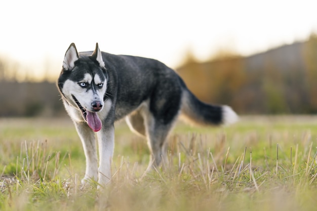 Selektywne ujęcie ostrości pięknego husky syberyjskiego w polu