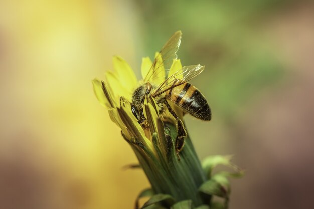 Selektywne ujęcie ostrości pszczoły na nierozkwitniętym żółtym mniszku lekarskim