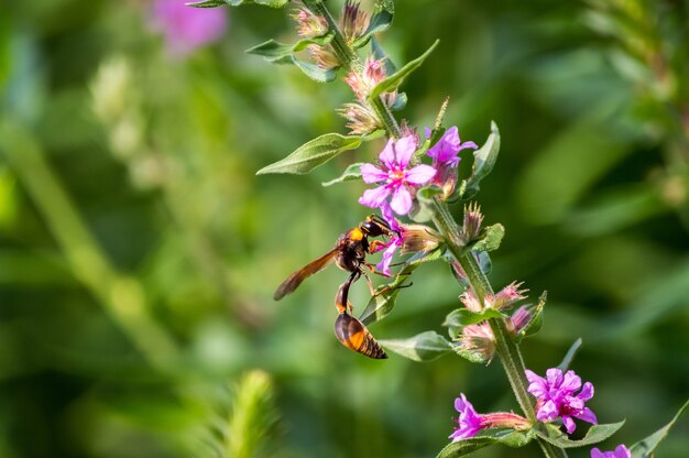 Selektywne ujęcie ostrości pszczoły zbierającej nektar z rośliny o różowych kwiatach
