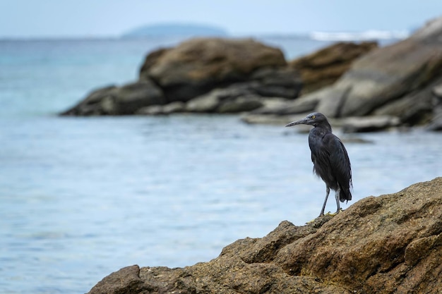 Selektywne Ujęcie Ostrości Ptaka Czapli Lawowej Siedzącej W Pobliżu Morza