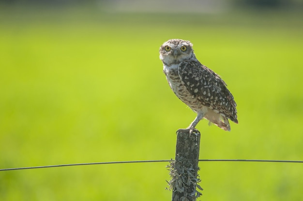 Bezpłatne zdjęcie selektywne ujęcie ostrości siedzącej sowy z zielenią w tle