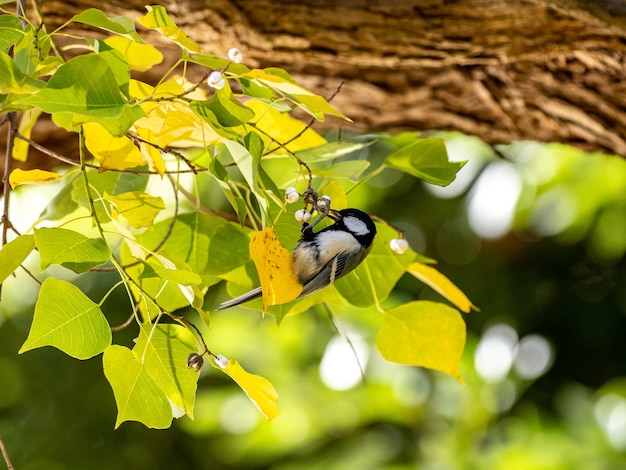 Selektywne ujęcie ostrości ślicznej japońskiej sikory siedzącej na gałęzi drzewa