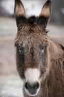 Bezpłatne zdjęcie selektywne ujęcie ostrości śmiesznej słodkiej twarzy osła