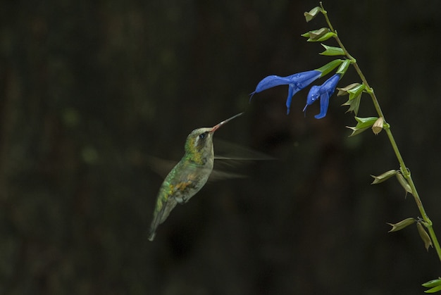 Selektywne ujęcie ostrości uroczego Colibri pachnącego smakiem niebieskiego kwiatu