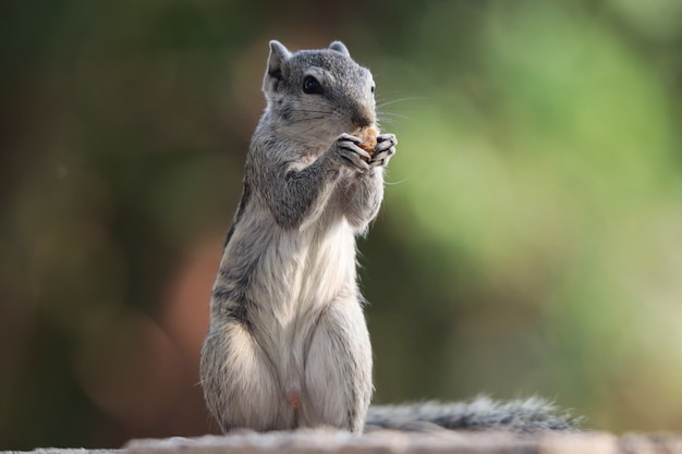 Selektywne ujęcie ostrości uroczej szarej wiewiórki, na zewnątrz w świetle dziennym