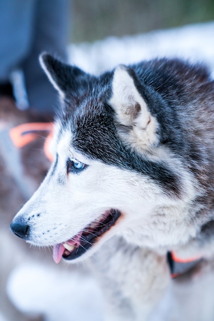 Selektywne zbliżenie ostrości głowy husky w śniegu