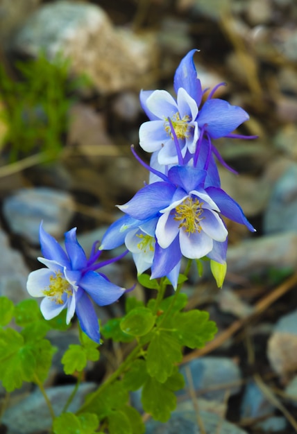 Selektywny strzał ostrości z pięknych kwiatów Colorado blue columbine