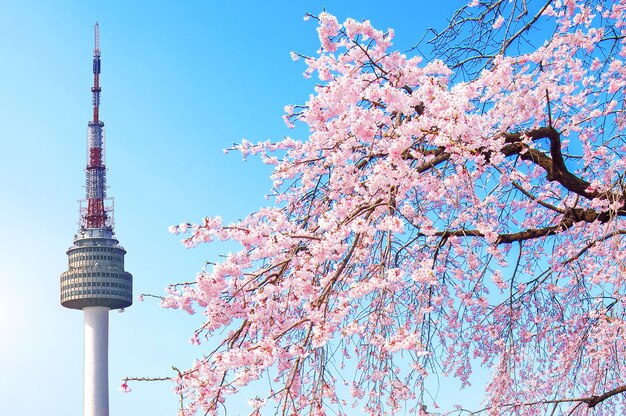 Seoul tower i pink cherry Blossom, Sakura sezon wiosną, Seul w Korei Południowej