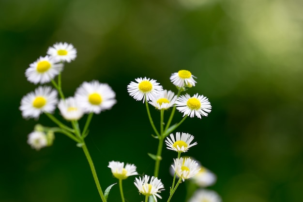 Sfotografowany kwiat stokrotki z białymi płatkami na tle zielonej trawy