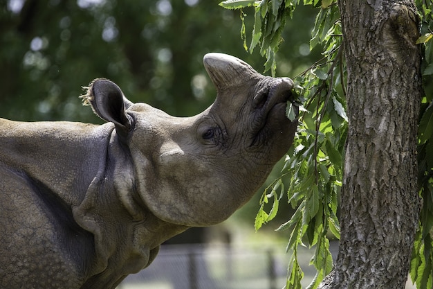 Bezpłatne zdjęcie shallow fokus bliska strzał z szarego nosorożca jedzenia zielonych liści drzewa