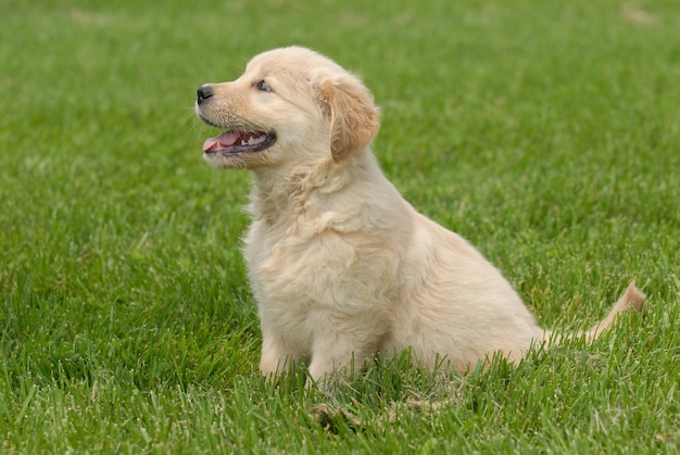 Shallow fokus shot of cute puppy Golden Retriever siedzi na trawie