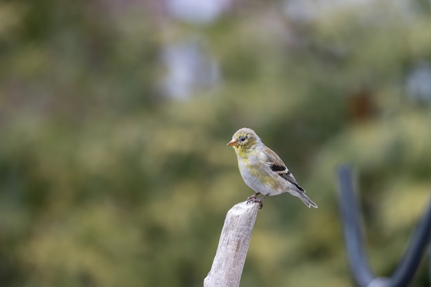 Shallow fokus strzał ptaka American Goldfinch spoczywającej na gałązce