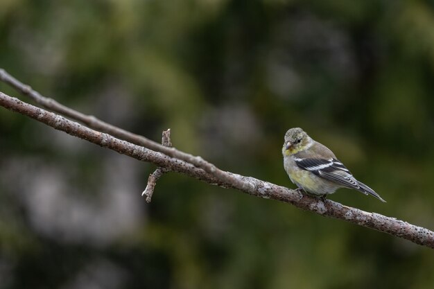 Shallow fokus strzał z American Goldfinch spoczywającej na gałęzi drzewa