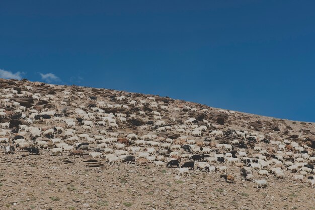 Sheep Rocky Terrain Clear Sky