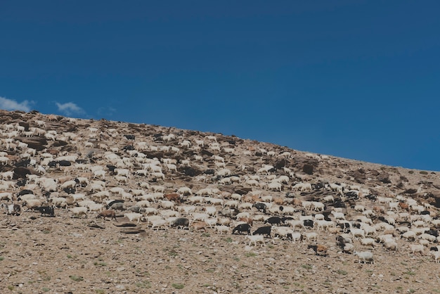 Sheep Rocky Terrain Clear Sky