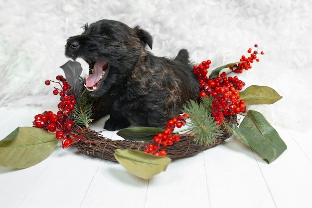 shot of scottish terrier puppy na białej ścianie