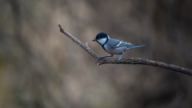 Sikora rogata, Parus cinereus