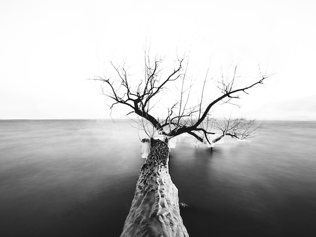 Bezpłatne zdjęcie skala szarości drzewa z gołymi gałęziami w morzu pod słońcem