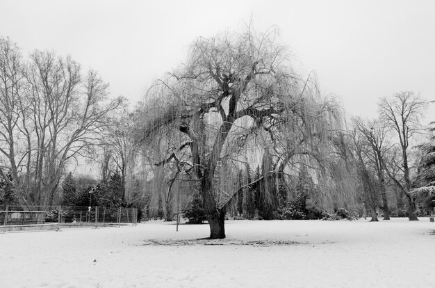 Skala szarości strzał z pięknego drzewa w parku pokryte śniegiem w zimie