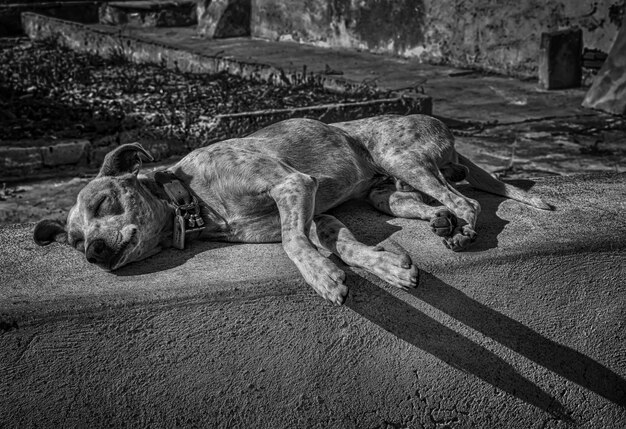 Skala szarości strzał zmęczonego bezdomnego słodkiego psa śpiącego na ulicy po południu