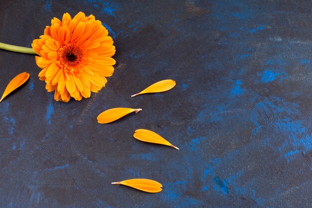 Skład żółty kwiat płatki