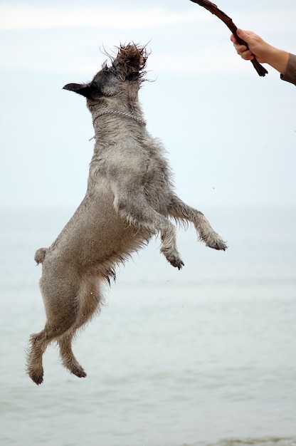 Bezpłatne zdjęcie skoki psa