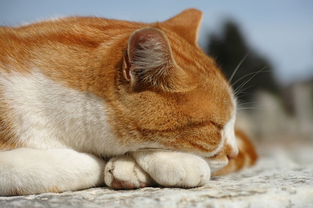 sleeping cat