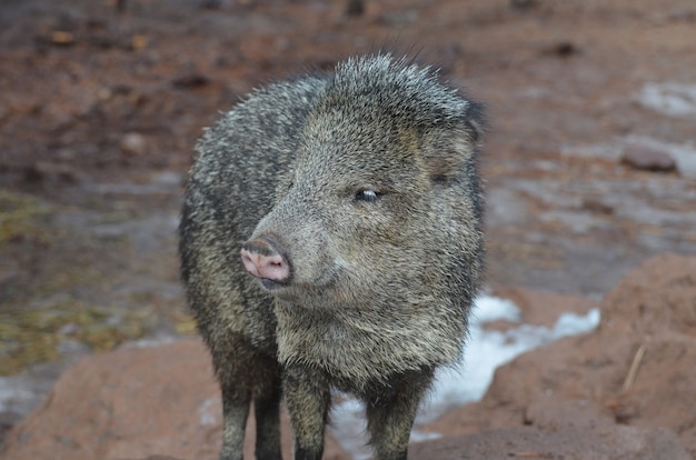 Śliczna Czarno-brązowa świnia Pekari Skunks Na Wolności