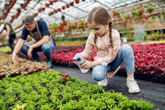 Śliczna dziewczynka używa sprayu i odżywia rośliny w szklarni Jej ojciec jest w tle