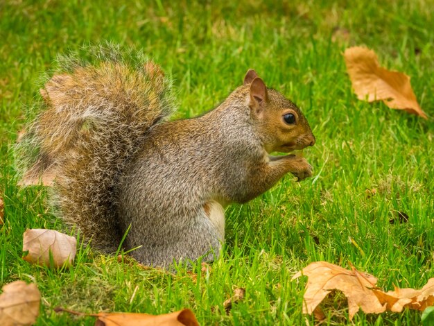 Śliczna wiewiórka bawi się opadłymi suchymi liśćmi klonu w parku w ciągu dnia