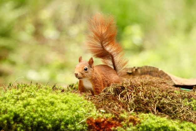 Śliczna wiewiórka szuka pożywienia w lesie