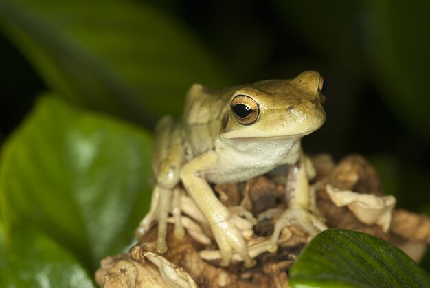 śliczna żaba siedzi wśród liści z niewyraźną ścianą