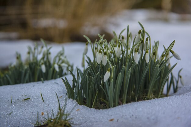 Śliczne białe kwiaty przebiśniegów na śnieżnej ziemi - początek wiosny