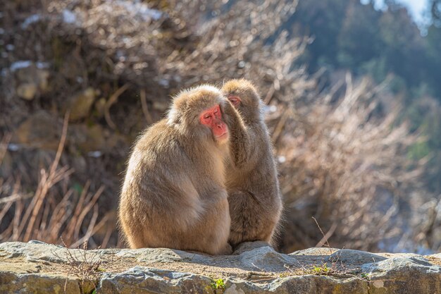 Śliczne japońskie makaki, jeden opiekujący się drugim