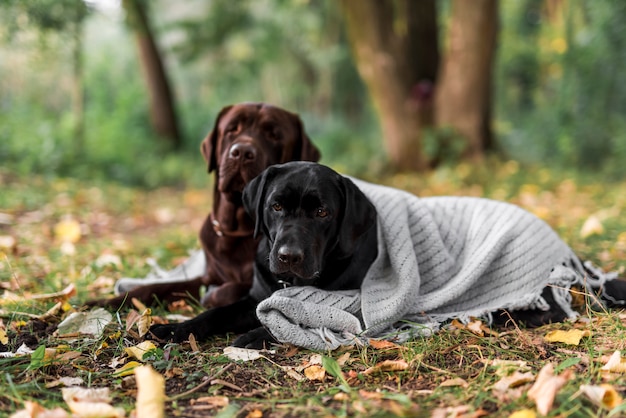 Śliczni dwa psa kłama na trawie z szalikiem przy parkiem