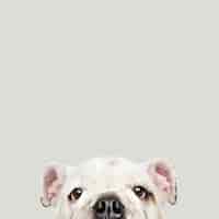 Bezpłatne zdjęcie Śliczny biały buldoga szczeniaka portret