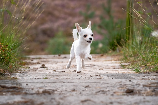 Śliczny biały chihuahua bieg na drodze