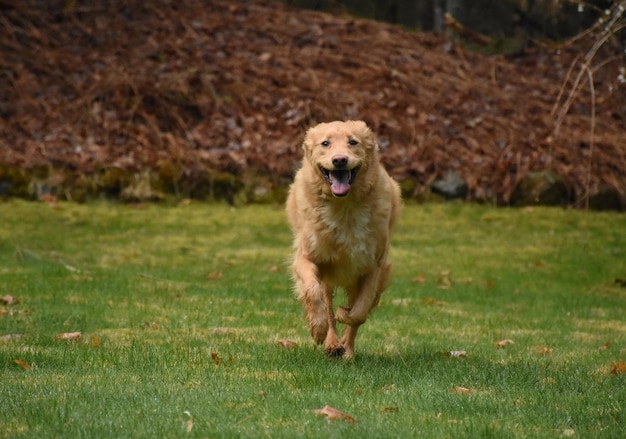 Śliczny biegający pies rasy toller retriever biegnie przez podwórko.