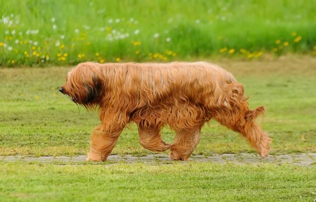 Śliczny brązowy briard pies spacerujący po parku